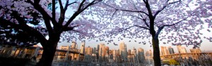 Cherry Blossoms over Vancouver